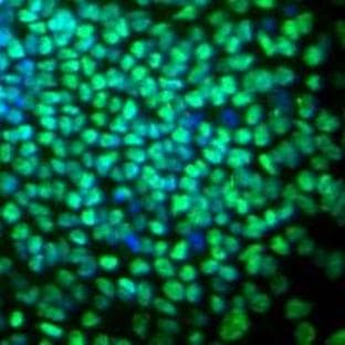 anti-Nanog Homeobox (NANOG) antibody