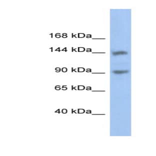 anti-Contactin Associated Protein-Like 3 (CNTNAP3) (Middle Region) antibody avatar