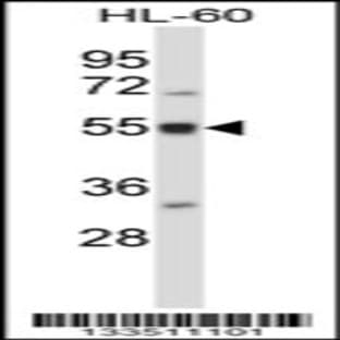 anti-BAI1-Associated Protein 2-Like 2 (BAIAP2L2) (N-Term), (AA 99-127) antibody