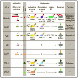 anti-Cullin 5 (CUL5) (N-Term), (AA 4-18) antibody avatar