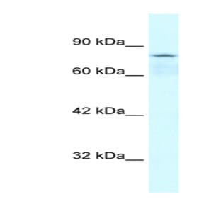 anti-Collectin Sub-Family Member 12 (COLEC12) (Middle Region) antibody avatar