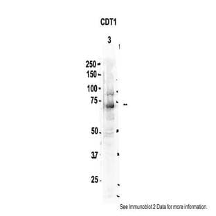 anti-Chromatin Licensing and DNA Replication Factor 1 (CDT1) (C-Term) antibody avatar