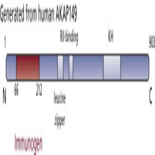 anti-A Kinase (PRKA) Anchor Protein 1 (AKAP1) (AA 66-212) antibody avatar