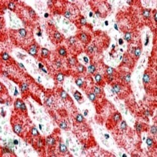 anti-ClpP Caseinolytic Peptidase, ATP-Dependent, Proteolytic Subunit Homolog (E. Coli) (CLPP) (C-Term) antibody avatar