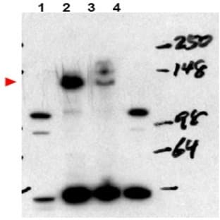anti-Nuclear Receptor Coactivator 3 (NCOA3) (Isoform A), (Internal Region) antibody