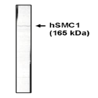 anti-Structural Maintenance of Chromosomes 1A (SMC1A) (AA 402-894) antibody