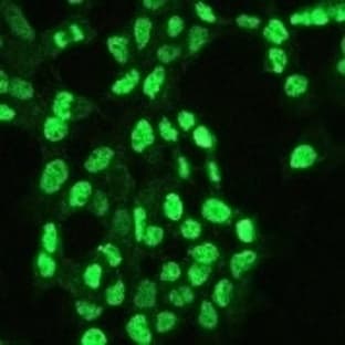 anti-Histone Cluster 3, H3 (HIST3H3) (Lys27) antibody