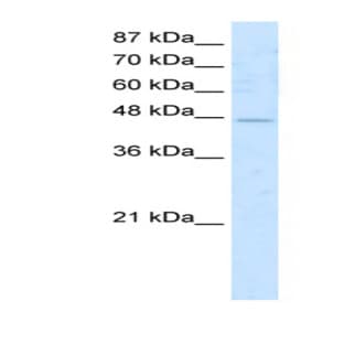 anti-AChE Q Subunit (N-Term) antibody avatar