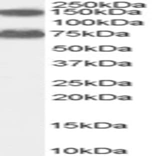 anti-Acyl-CoA Oxidase 2, Branched Chain (Acox2) (C-Term), (Internal Region) antibody avatar