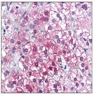 anti-Axin 1 (AXIN1) (C-Term) antibody avatar