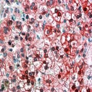 anti-Axin 1 (AXIN1) (C-Term) antibody avatar