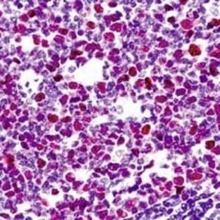 anti-Cell Division Cycle 7 Homolog (S. Cerevisiae) (CDC7) antibody avatar