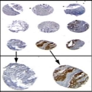 anti-Caspase 1 (CASP1) (AA 371-390) antibody