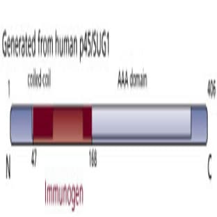 anti-Caspase 1 (CASP1) (AA 47-168) antibody