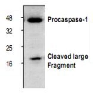 anti-Caspase 1 (CASP1) antibody