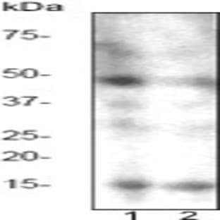 anti-Caspase 2, Apoptosis-Related Cysteine Peptidase (CASP2) (N-Term) antibody avatar