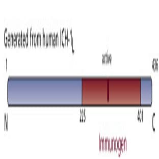 anti-Caspase 2, Apoptosis-Related Cysteine Peptidase (CASP2) (AA 225-401) antibody avatar