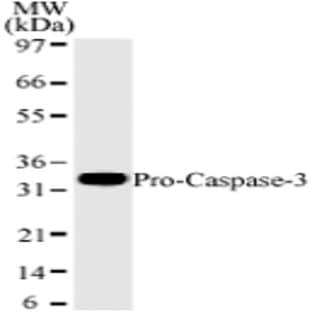 anti-Caspase 3, Apoptosis-Related Cysteine Peptidase (CASP3) antibody avatar