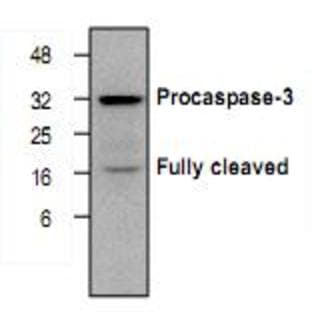 anti-Caspase 3, Apoptosis-Related Cysteine Peptidase (CASP3) antibody avatar