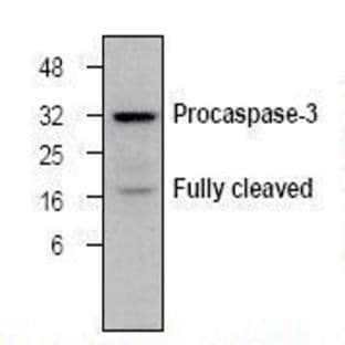 anti-Caspase 3, Apoptosis-Related Cysteine Peptidase (CASP3) antibody avatar