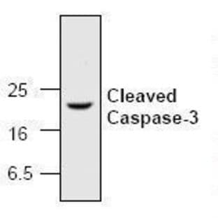 anti-Caspase 3, Apoptosis-Related Cysteine Peptidase (CASP3) (N-Term) antibody avatar