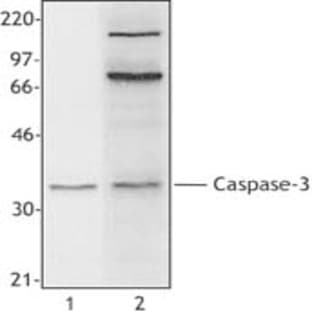 anti-Caspase 3, Apoptosis-Related Cysteine Peptidase (CASP3) antibody (Biotin) avatar