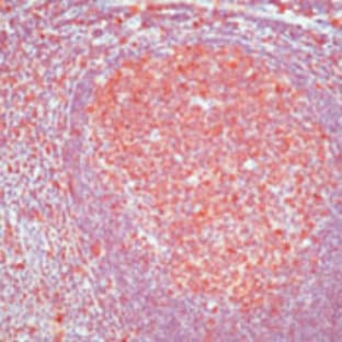 anti-Caspase 3, Apoptosis-Related Cysteine Peptidase (CASP3) antibody avatar