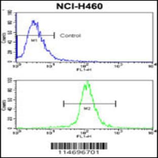 anti-Caspase 3, Apoptosis-Related Cysteine Peptidase (CASP3) (AA 60-90), (Center) antibody