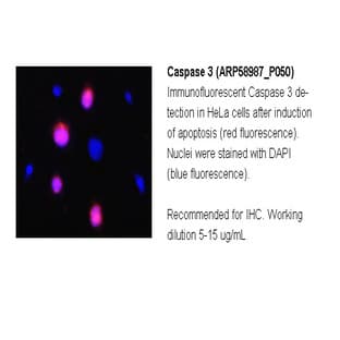 anti-Caspase 3, Apoptosis-Related Cysteine Peptidase (CASP3) (C-Term) antibody avatar