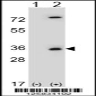 anti-Caspase 3, Apoptosis-Related Cysteine Peptidase (CASP3) (AA 149-179), (Asp175) antibody