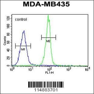 anti-Caspase 3, Apoptosis-Related Cysteine Peptidase (CASP3) (C-Term), (AA 219-248) antibody avatar