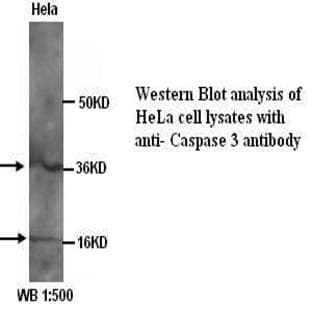anti-Caspase 3, Apoptosis-Related Cysteine Peptidase (CASP3) (Internal Region) antibody avatar