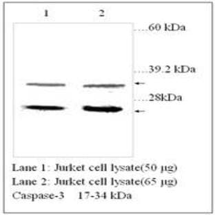 anti-Caspase 3, Apoptosis-Related Cysteine Peptidase (CASP3) antibody avatar