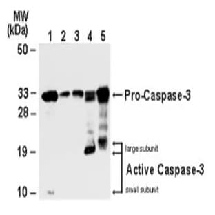 anti-Caspase 3, Apoptosis-Related Cysteine Peptidase (CASP3) antibody avatar