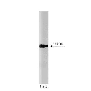 anti-Caspase 3, Apoptosis-Related Cysteine Peptidase (CASP3) (AA 1-219) antibody avatar