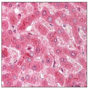 anti-Caspase 3, Apoptosis-Related Cysteine Peptidase (CASP3) (AA 166-183) antibody