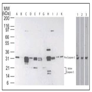 anti-Caspase 3, Apoptosis-Related Cysteine Peptidase (CASP3) antibody