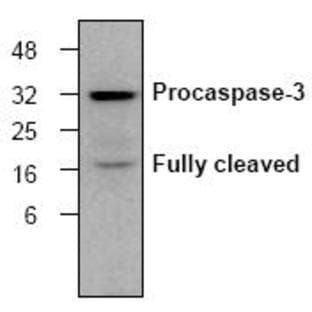 anti-Caspase 3, Apoptosis-Related Cysteine Peptidase (CASP3) (active) antibody