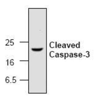 anti-Caspase 3, Apoptosis-Related Cysteine Peptidase (CASP3) (N-Term), (Cleavage Site), (active) antibody avatar