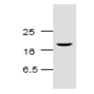 anti-Caspase 3, Apoptosis-Related Cysteine Peptidase (CASP3) (N-Term), (Cleavage Site) antibody avatar