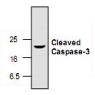 anti-Caspase 3, Apoptosis-Related Cysteine Peptidase (CASP3) (N-Term), (Cleavage Site) antibody