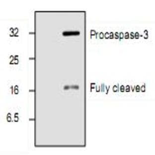 anti-Caspase 3, Apoptosis-Related Cysteine Peptidase (CASP3) (C-Term) antibody avatar