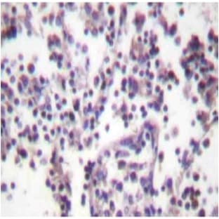anti-Caspase 3, Apoptosis-Related Cysteine Peptidase (CASP3) antibody avatar