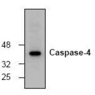 anti-Caspase 4, Apoptosis-Related Cysteine Peptidase (CASP4) (N-Term) antibody avatar