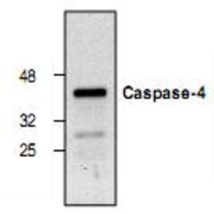 anti-Caspase 4, Apoptosis-Related Cysteine Peptidase (CASP4) antibody avatar