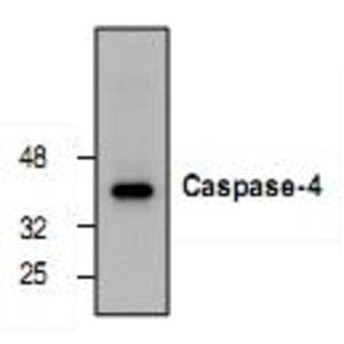 anti-Caspase 4, Apoptosis-Related Cysteine Peptidase (CASP4) (N-Term) antibody avatar