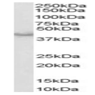 anti-Caspase 4, Apoptosis-Related Cysteine Peptidase (CASP4) (Internal Region) antibody avatar