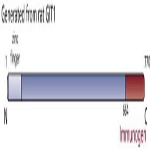 anti-GIT1 (AA 664-770) antibody