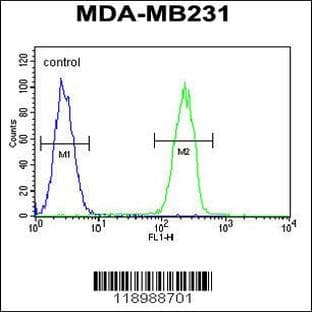 anti-Caspase 5, Apoptosis-Related Cysteine Peptidase (CASP5) (AA 162-191), (Center) antibody