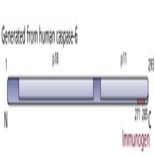 anti-Caspase 6, Apoptosis-Related Cysteine Peptidase (CASP6) (AA 271-285) antibody avatar